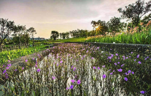 生態(tài)潛流濕地污水處理對植物要求