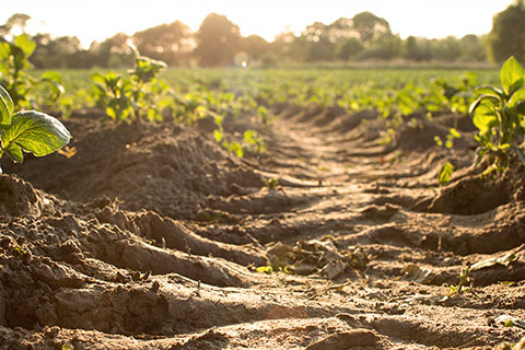 新技術(shù)在土壤修復(fù)研究的應(yīng)用