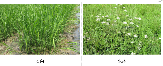 人工濕地植物選擇 人工濕地植物選擇