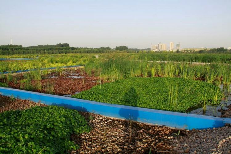 生態(tài)潛流濕地現(xiàn)場(chǎng) 生態(tài)潛流濕地現(xiàn)場(chǎng)