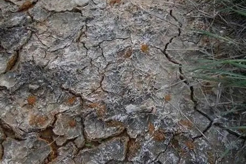 土壤檢測 土壤檢測